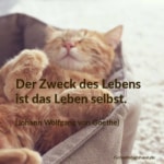 Katze genießt - Geburtstagswünsche